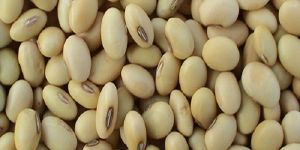 Soybean Meal