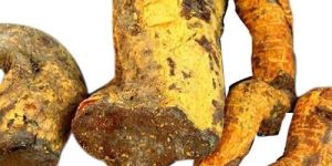 Salacia Reticulata Roots