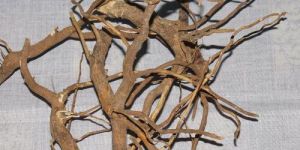 Vinca Rosea Roots