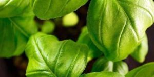 Italian Basil