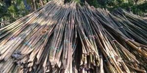 Bijli Bamboo Poles