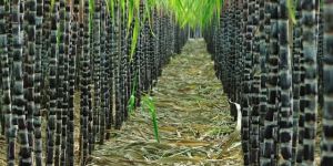 Organic Sugarcane