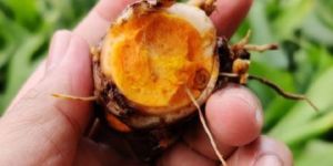 Raw Organic Turmeric