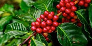 Arabica Green Coffee Beans