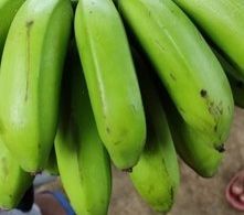 Hill Banana (Malai Vaazhai)