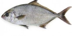 Fresh Seer Fish