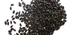 Black Tulsi Seeds