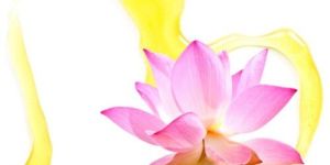 Lotus Essential Oil