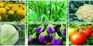 Marigold Plant Nursery