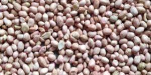 Groundnut Seeds