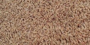 Agricultural Cultivators