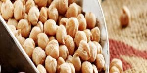 Chickpea