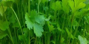 Coriander