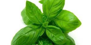 Basil Oil