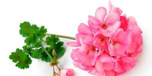 Geranium Oil