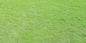 Mexican Lawn Grass