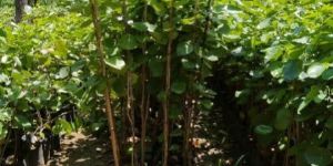 Red Sandalwood Plants