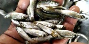 Grass Carp Fish Seed