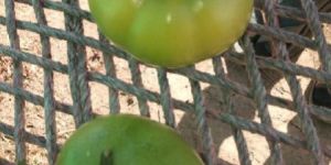 Fresh Tomatoes