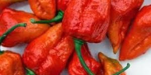 Boot Jolokia Ghost Pepper