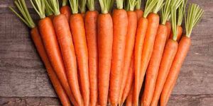 Fresh Carrots