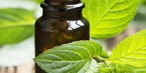 Mentha Oil