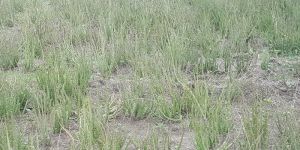 Caralluma Adscendens Plant