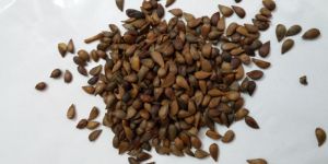 Apple Fruit Seeds