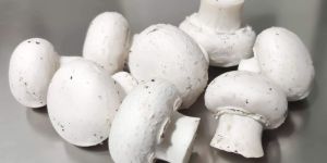 Fresh Button Mushroom