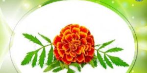 Tagette Essential Oil