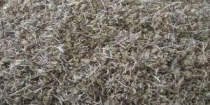 Dried Holy Basil Leaves