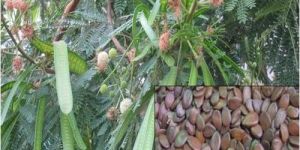 Natural Subabool Seed