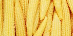 Fresh Baby Corn
