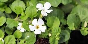 Brahmi Herb