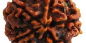 Panchmukhi Rudraksha