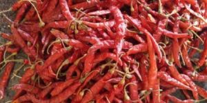 Dry Red Chilli