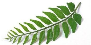 Curry Leaves