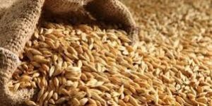 Malting Barley