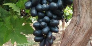 Black Grapes