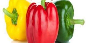 Fresh Capsicum