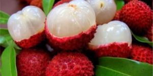 Fresh Litchi