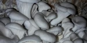 Fresh Grey Oyster Mushroom