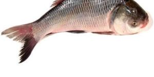 Catla Fish