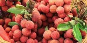 Fresh Baruipur Litchi