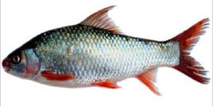 Mrigal Fish