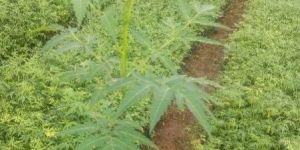 Malia Dubia Malbar Neem Plants