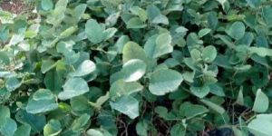 Red Sandalwood Plants