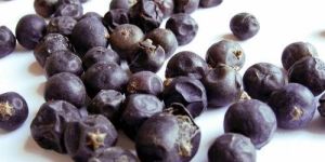 Juniper Oil