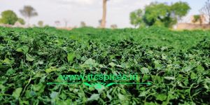 Dried Fenugreek Leaf a Grade