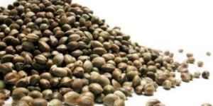 Organic Hemp Seed